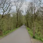 Beech Timber